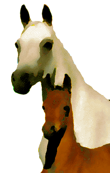 graymarefoal.gif